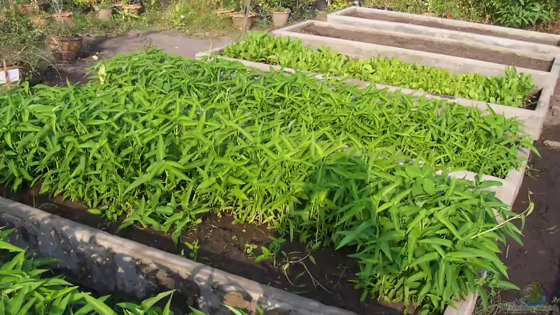 Essbare Wasserpflanzen: Nutzpflanzen aus Teich und Sumpf