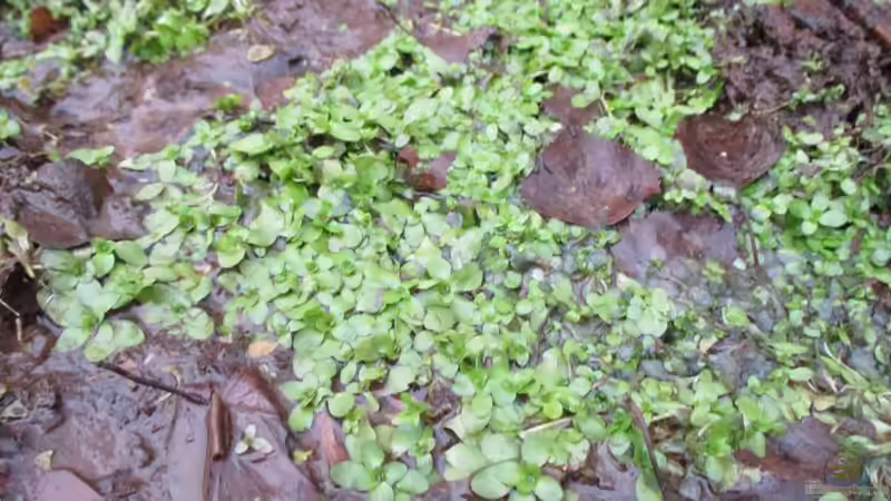 Essbare Wasserpflanzen: Nutzpflanzen aus Teich und Sumpf