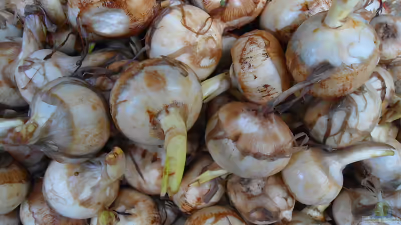Essbare Wasserpflanzen: Nutzpflanzen aus Teich und Sumpf