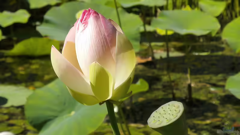 Essbare Wasserpflanzen: Nutzpflanzen aus Teich und Sumpf