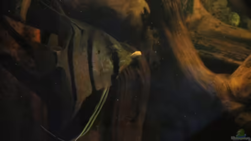 Essenszeit im Aquarium von Laura (52)