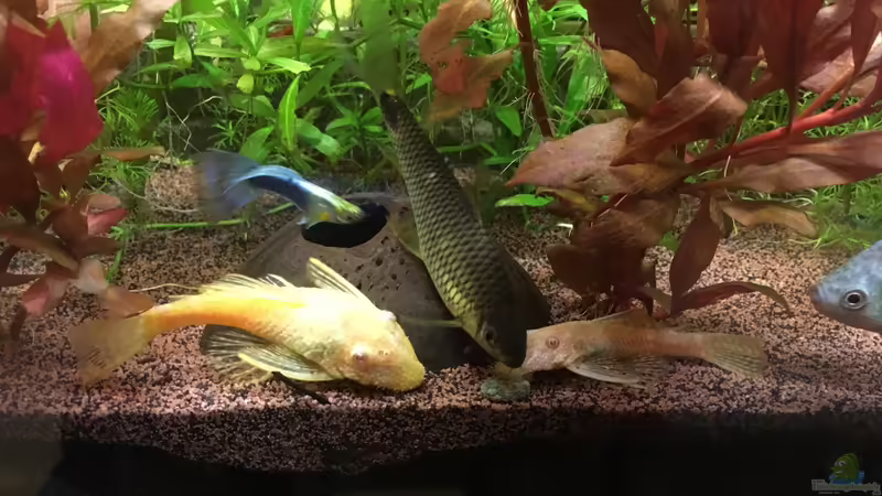 Essenszeit von Ceylon (37)