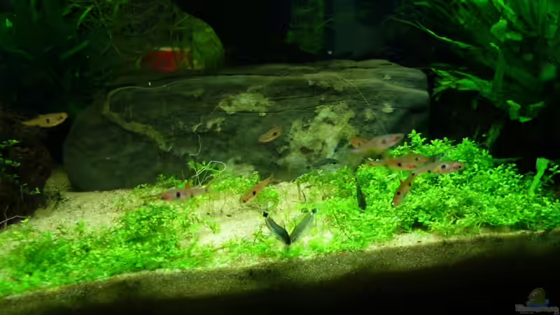 essenzeit mit maculatas! von Tim (20)