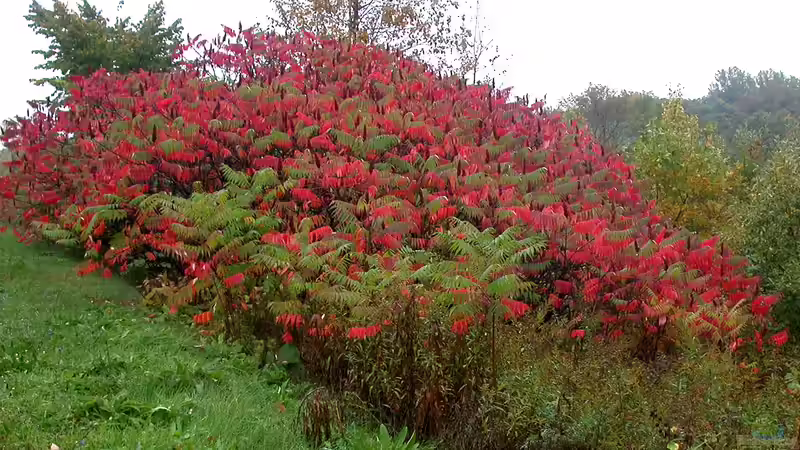 Essigbaum breitet sich aus - was Gärtner wissen müssen