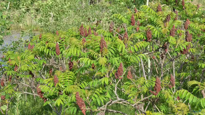 Essigbaum breitet sich aus - was Gärtner wissen müssen