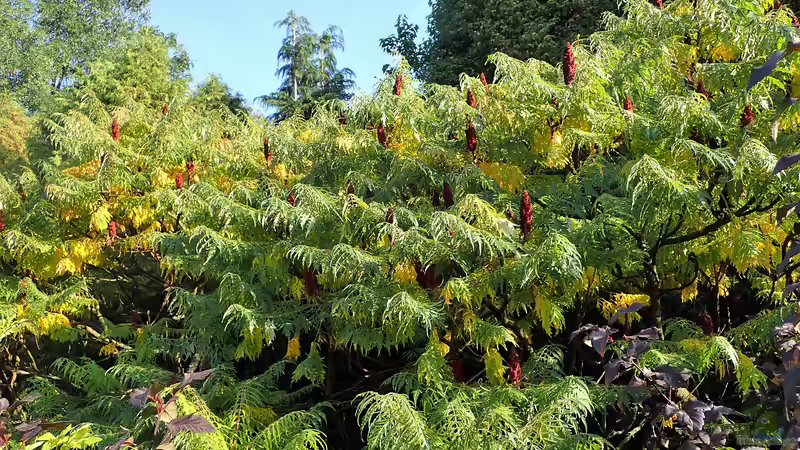Essigbaum breitet sich aus - was Gärtner wissen müssen