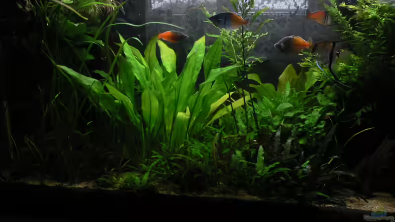 Eßtisch 2013/01 von Zapfenmanderl (17)