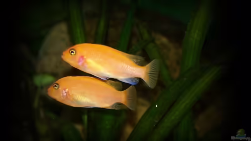 esterae ´red-red´ von nilsuwesohn (19)