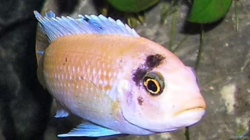 Estherae Bock  von bossie1704 (79)