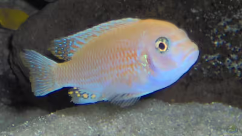 Estherae Bock Der stolze Vater von boehmo (17)