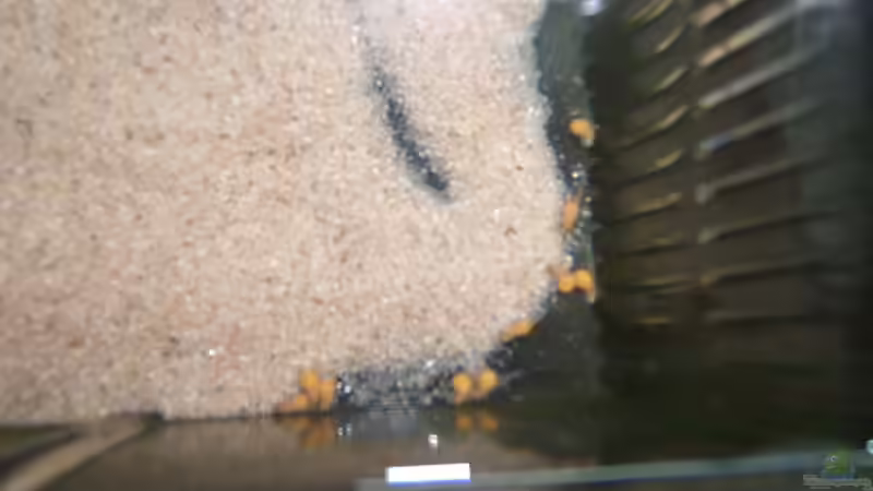 estherae Larven von Salzeritis (14)