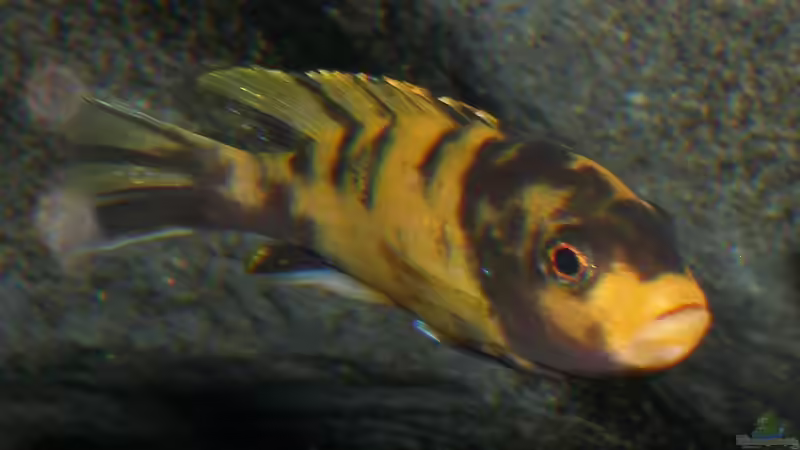 Estherae-Weib 10.1.2013 von bossie1704 (77)