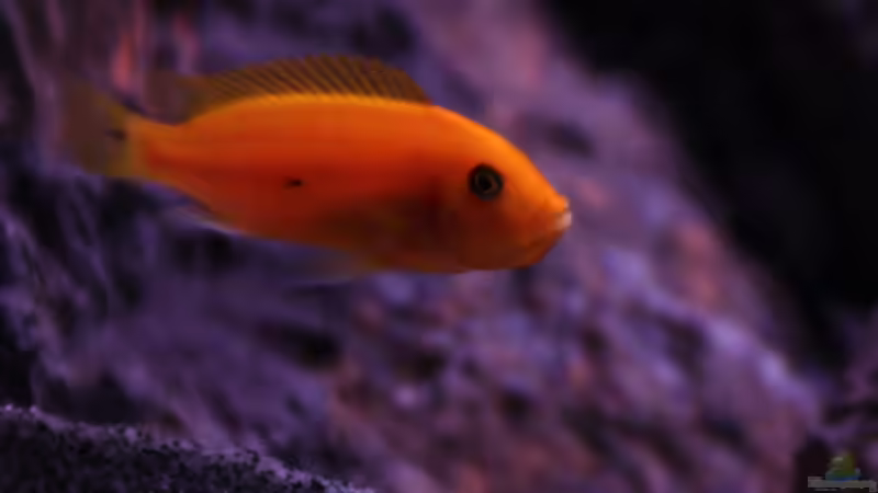 estherae Weibchen von Werner Franz (11)