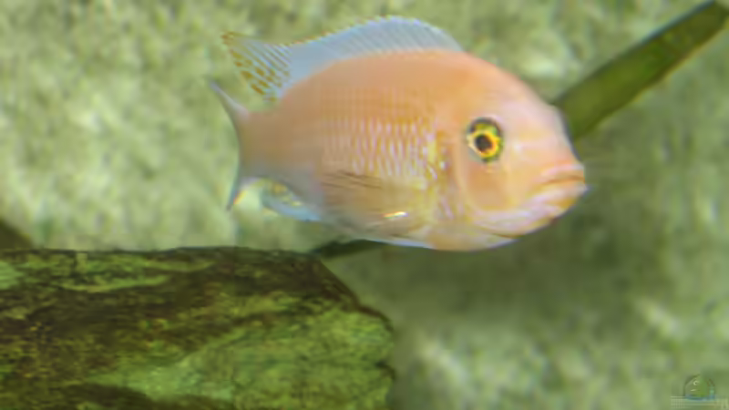 estherea  von malawigome (2)