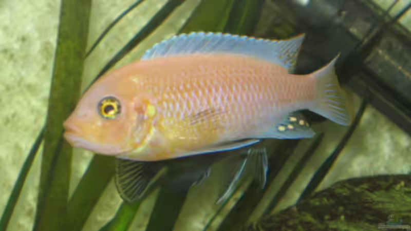 estherea von links von malawigome (3)