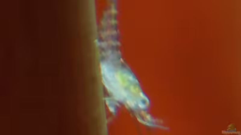 etwa 3h junge Garnele von Tobi_88_ (7)