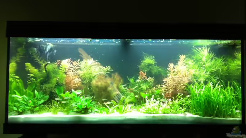 Etwa 4 Wochen nach der Einrichtung von kellz26 (3)