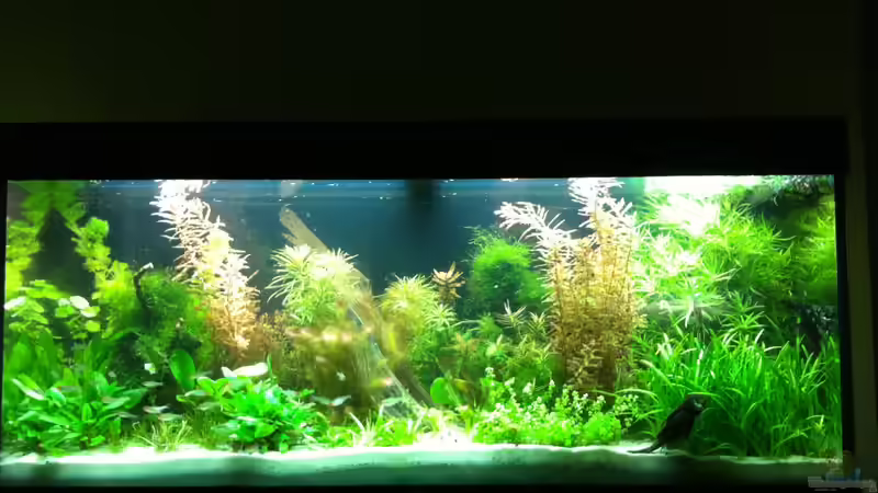 Etwa 6 Wochen nach der Einrichtung von kellz26 (4)