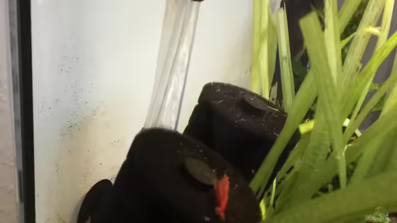 etwa 75 Red Fire Sakura  von martini_g (9)