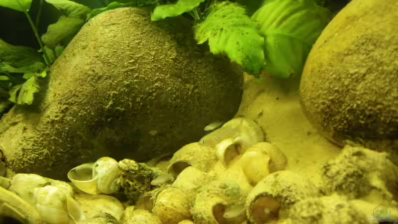 Etwas andere Ansicht 8.11.10 von Bazzi (36)