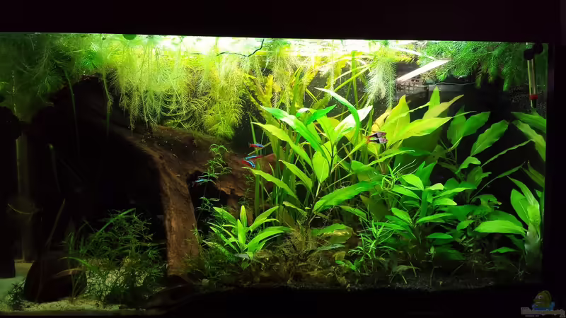 etwas ausgedünnt  von NRW (7)