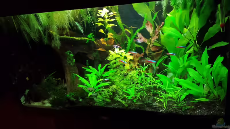 Etwas ausgedünnt vorne von NRW (12)