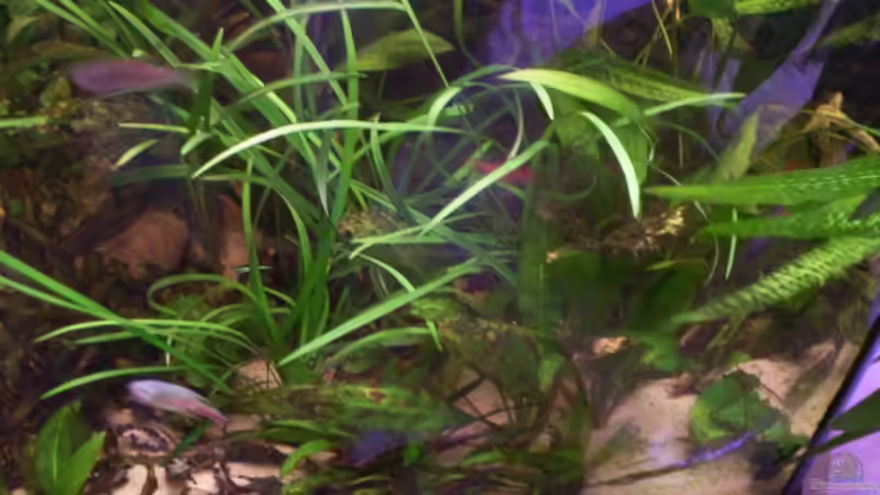 etwas chaotisch, aber grün... von schmitzkatze (2)