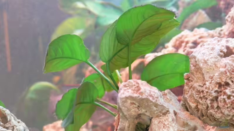 Etwas grün.... von Christian Klar (15)