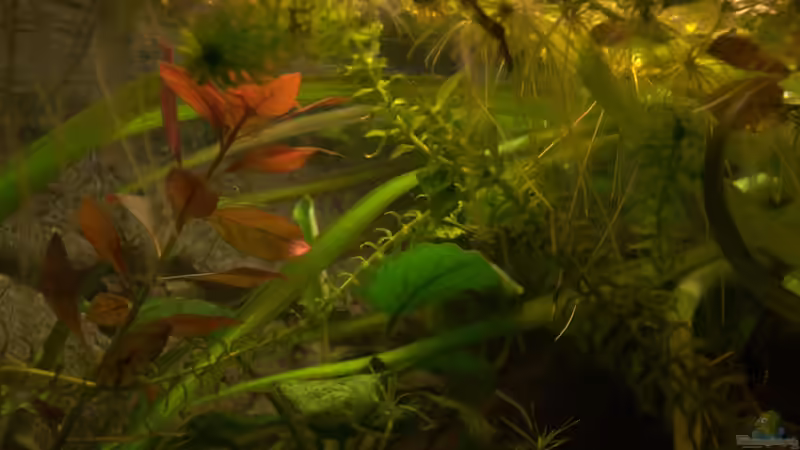 Etwas herbstlich - Pflanze unbekannt 2 von Der Buschfisch (17)