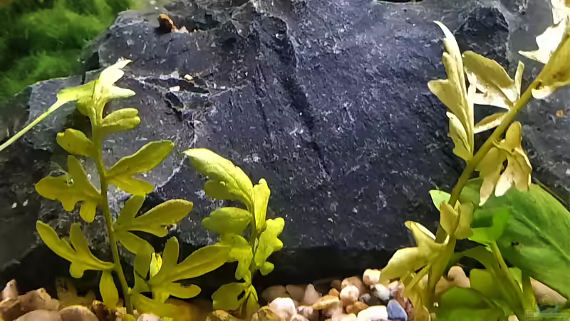 Etwas Hornfarn von okefenokee (43)