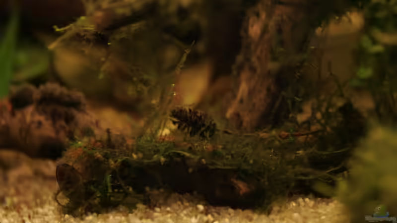 etwas Javamoos auf einer Wurzel von Andrea Rüter (13)