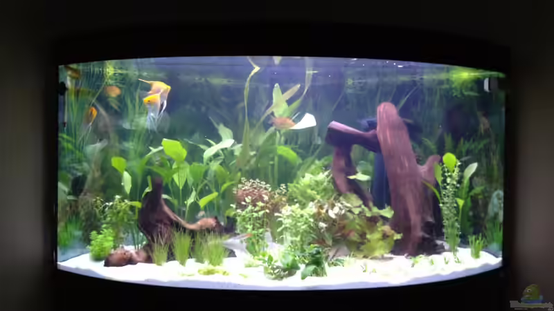 etwas klarer von Nebukadnezar2k (4)