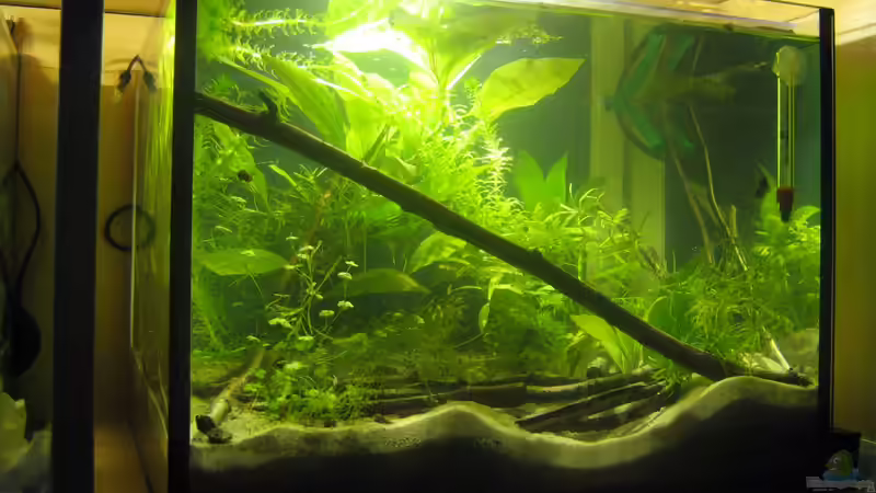 etwas schräg :) von chrisi01 (3)