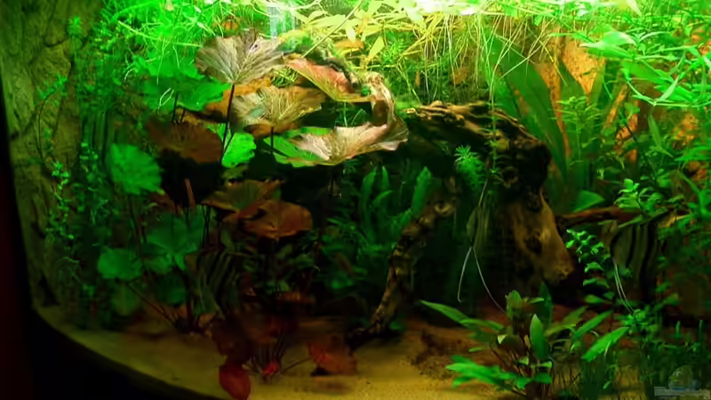 Etwas später... von wald-muckel (4)