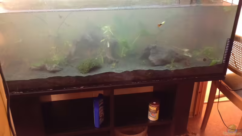 Etwas später von Ceylon (32)