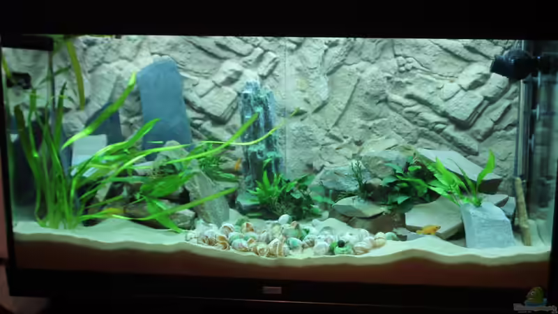 Etwas umgestalltet mehr Steine von fisch (2)