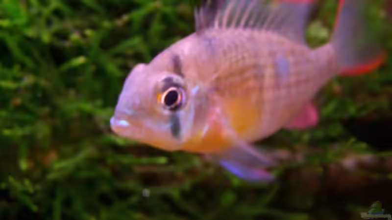 etwas unscharf aber farbenfroh von redcherry (9)