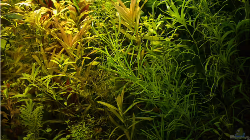 etwas verwildert von hotwheelz (11)