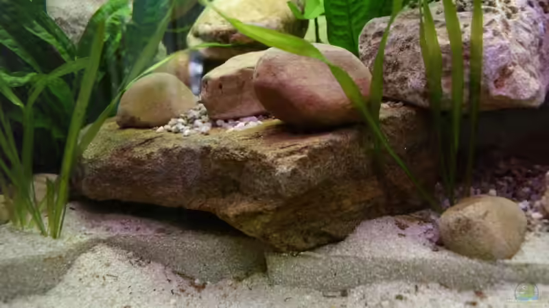 etwas weiter rechts von Thomas Rengier (11)