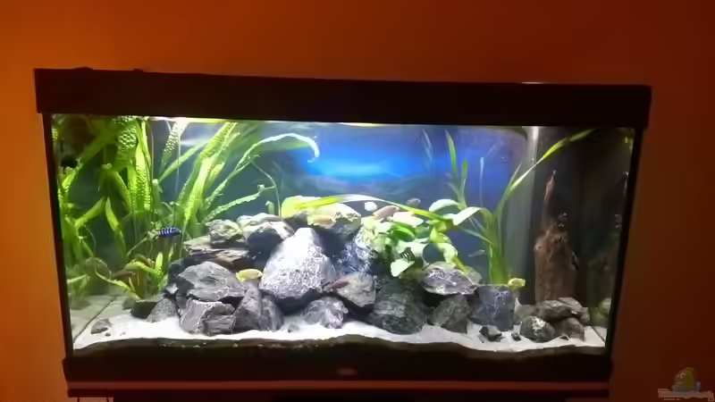 etwas weiter weg :) von Fishes4Life (3)