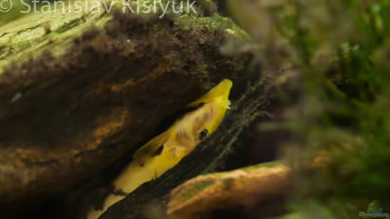 Euchilichtys sp. von Stanislav Kislyuk (15)