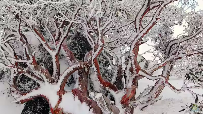 Eukalyptus - Arten und Hinweise für die Pflege im Garten