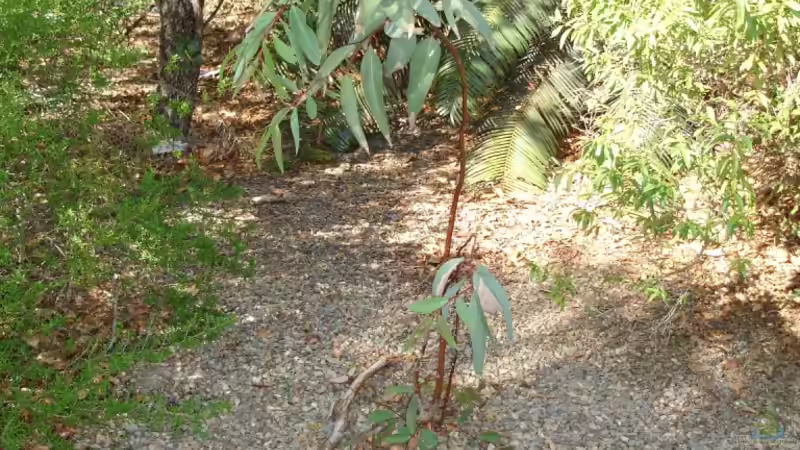 Eukalyptus - Arten und Hinweise für die Pflege im Garten
