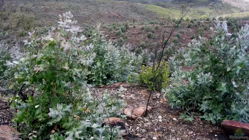 Eukalyptus - Arten und Hinweise für die Pflege im Garten
