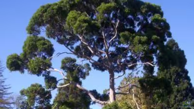 Eukalyptus - Arten und Hinweise für die Pflege im Garten