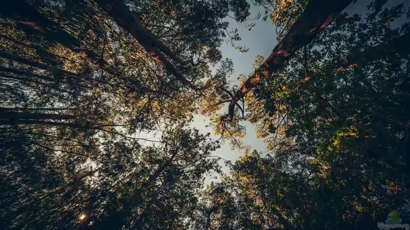 Eukalyptus und Waldbrände im Mittelmeerraum: Risiko, Ursachen, Lösungen
