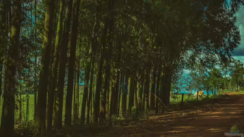 Eukalyptus und Waldbrände im Mittelmeerraum: Risiko, Ursachen, Lösungen