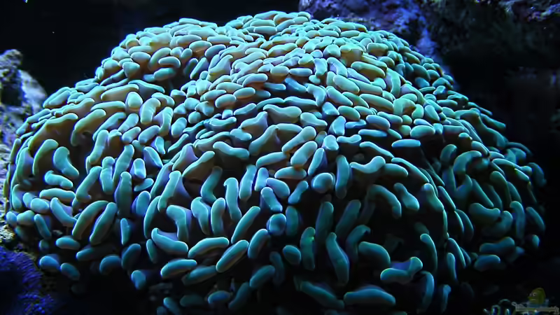 Euphillia paraancora von Jürgen Krohmer (7)