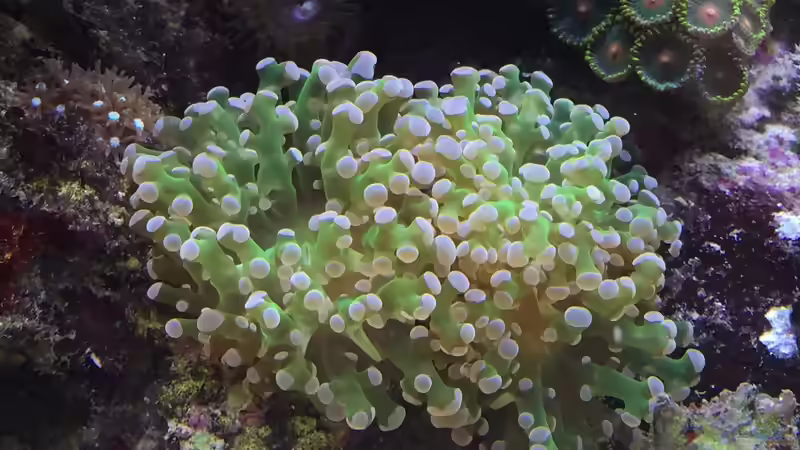 Euphllia paradivisa von Embasch (9)