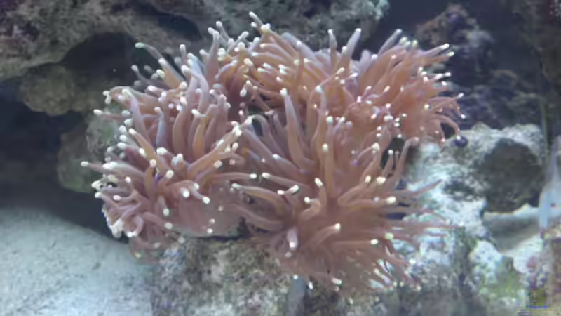 Euphylia glabrescens - LPS von ~Sascha~ (14)